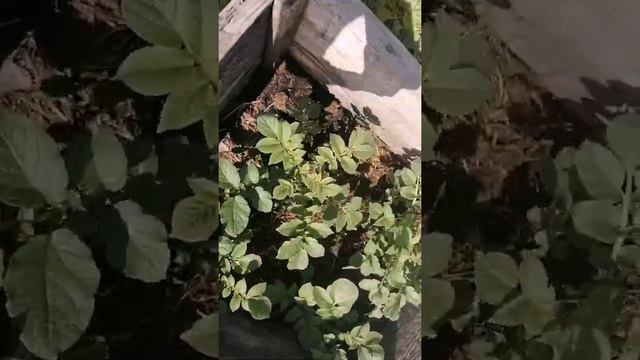 Информация про картошку. (картошка из магазина) смотреть онлайн