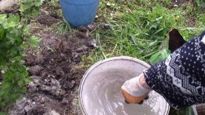 Крыжовник и мучнистая роса.  Применяю новый препарат и удобряю крыжовник.