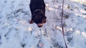 купающийся тюлень и прыгучий Шам