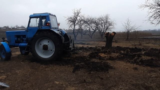 Легенда Мтз 80 против мега корня. Продолжаем корчевать старый сад. смотреть онлайн