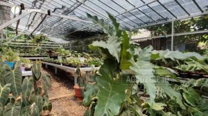 Plant Nursery Tour 2021 : Koleksi Tanaman Hias Super Lengkap RAV House, Pecinta Aroid Wajib Kesini