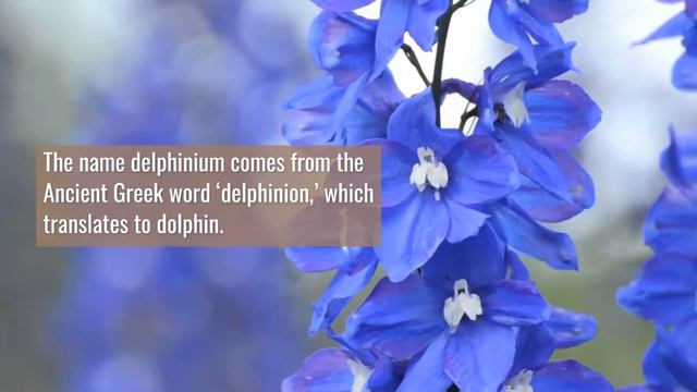 Beautiful Blue Flowers смотреть онлайн