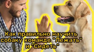 Как научить щенка команде «Лежать» и «Сидеть»