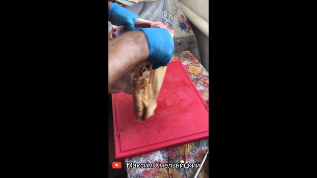 Каре из молочного поросёнка смотреть онлайн