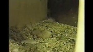 Голуби  г  Киров и г  Гусь   Хрустальный из архива Ю А  Артамонова