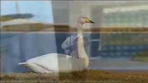 БЕЛЫЙ ЛЕБЕДЬ   сл и муз. ЮРИЙ НОВГОРОДСКИЙ