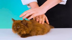 Творческий Челлендж с Блинчиками с Уэнсдей Аддамс от DoDo Challenge