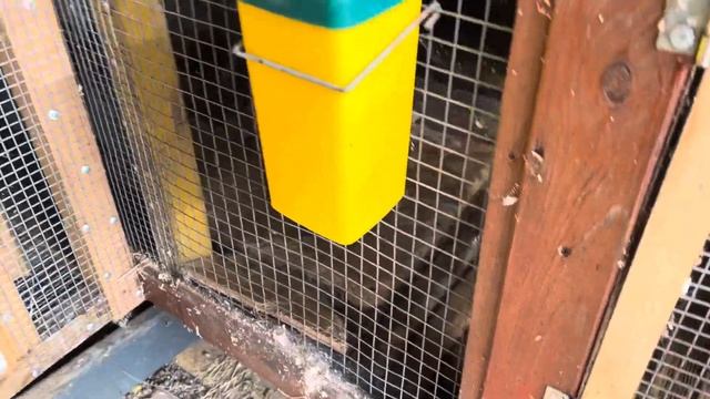 Окрол у рыжий кролихи, осмотр маточника.Что-то пошло не так смотреть онлайн