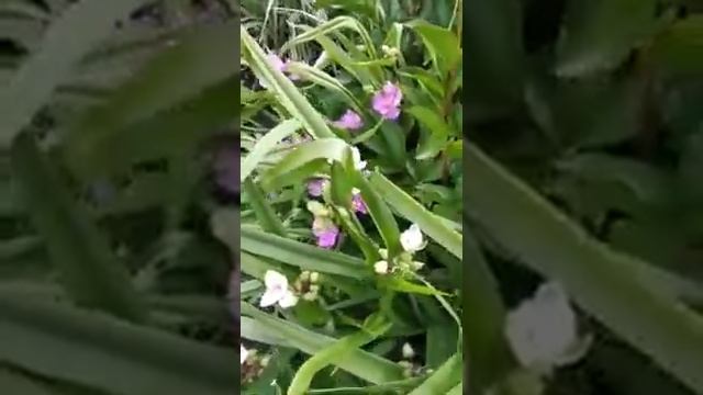 Уроки природолюбования.  Традесканция виргинская