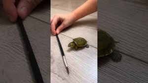 Как мы приручаем красноухих черепах