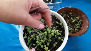 Крестовник Роули