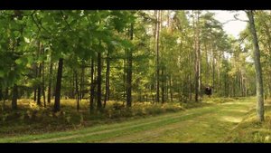 Jetson ONE - Flying Through The Forest