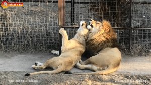 ЛЕД И ПЛАМЯ! Холодный ЛЕВ и горячая ЛЬВИЦА! Тайган.
