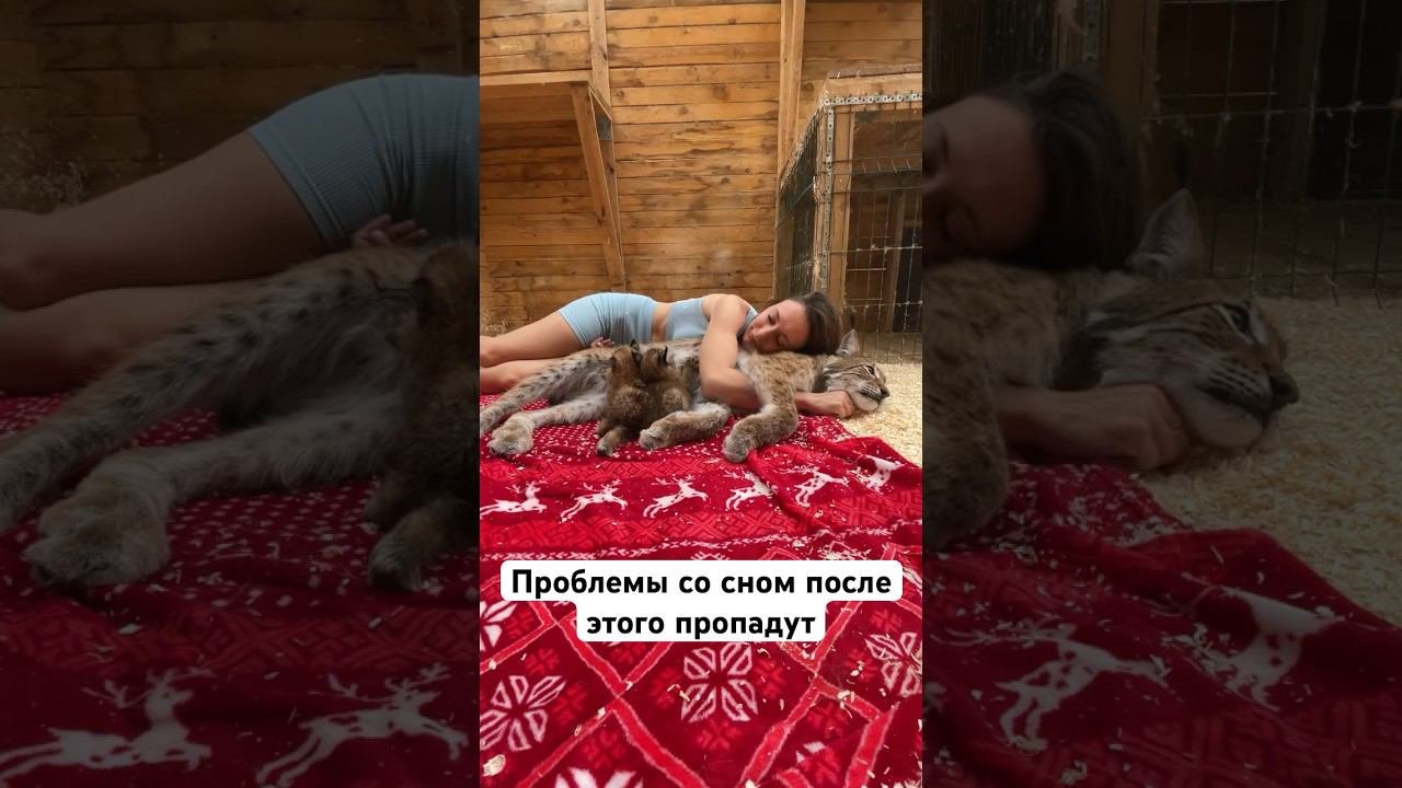 Теперь засыпаю только так #коты #bigcat