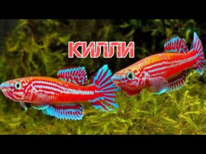 КИЛЛИ - КАРПОЗУБЫЕ ЩУЧКИ. СОДЕРЖАНИЕ И РАЗВЕДЕНИЕ В АКВАРИУМЕ