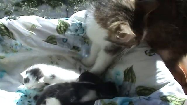 У котят открылись глазки на восьмой день !! смотреть онлайн