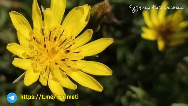 10 июля Самсонов День. Что нельзя делать 10 июля. Народные традиции и приметы.