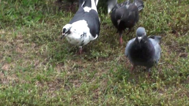 ГОЛУБИ, НА ЖЕЛАНИЕ, СМОТРЕТЬ!!! 22.09.2022 г. смотреть онлайн