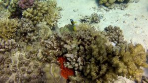 Diving with Coraya Divers in El Gouna Egypt September-2017 Teil 4