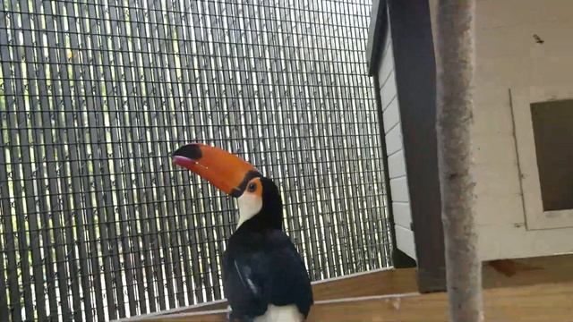 MY PET TOUCANS! My Ivory Billed Aracari and Toco Toucan смотреть онлайн