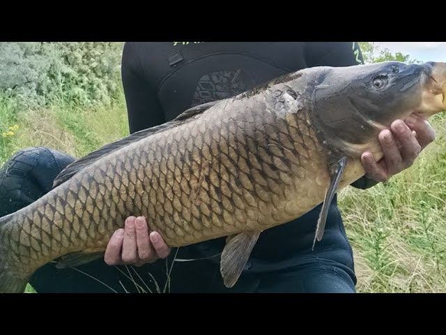 Карп 10,2 кг.