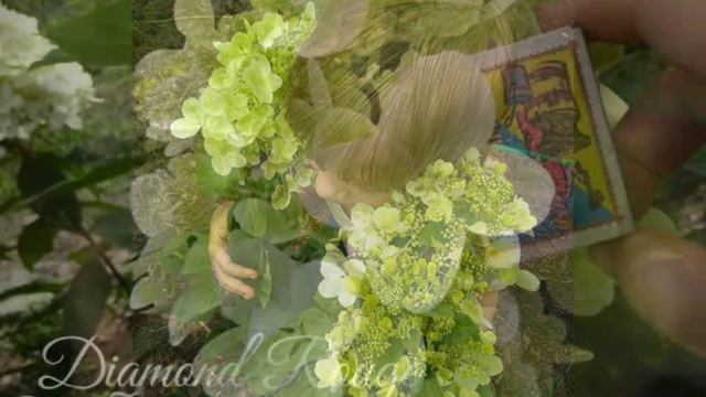 2019 Метельчатая Гортензия Diamond Rouge (фото) смотреть онлайн