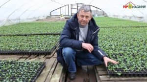 Технология выращивания рассады капусты - часть 2