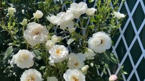 Розы Айсберг и Голден Селебрейшен?????