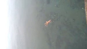 Ловля краба на удочку