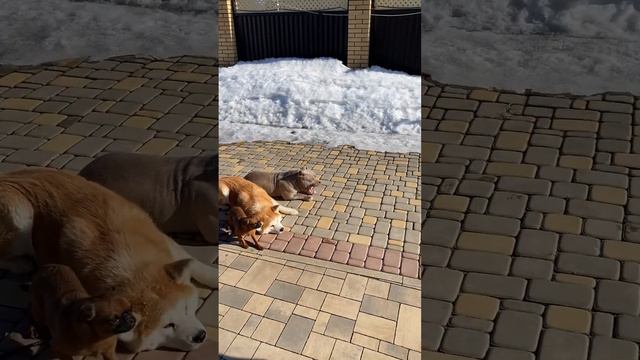 КУЧА СОБАК с весенним обострением тренируется на свежем воздухе.