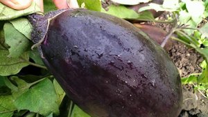 Лучшие сорта баклажан для Сибири.