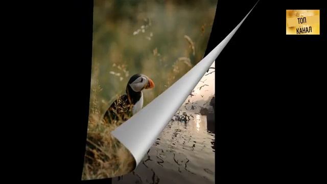 ТОП !!!!! 10 самые красивые птицы
