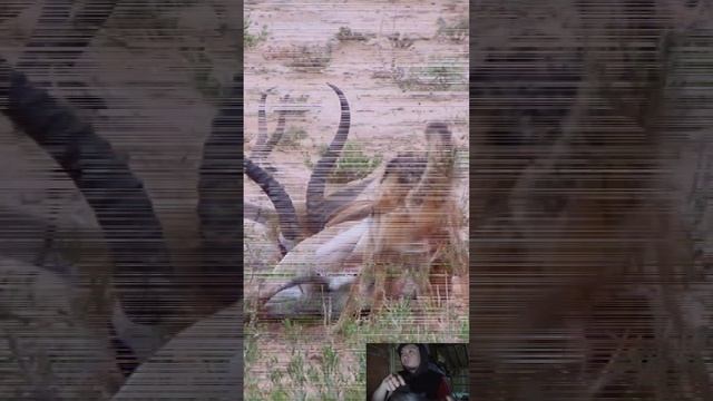 jackal eating antelope #animals #shorts #viral