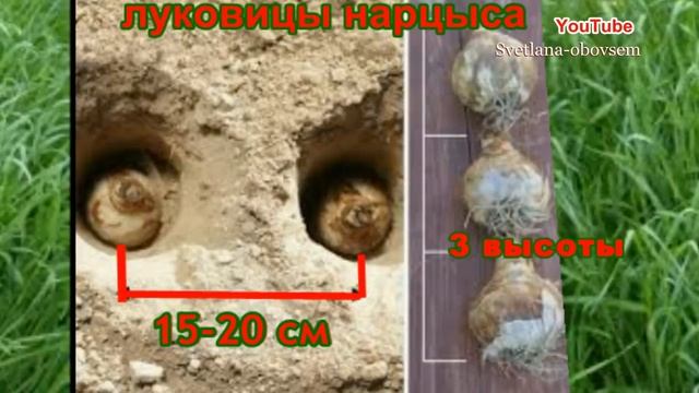 НАРЦИССЫ ,ТЮЛЬПАНЫ -САЖАЕМ ..ПОСАДКА ЛУКОВИЧНЫХ ЦВЕТОВ ОСЕНЬЮ.. СЕКРЕТЫ..СРОКИ..ПОДГОТОВКА ПОЧВЫ.. смотреть онлайн
