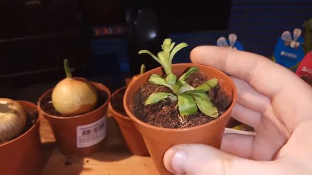 Новые растения. Вывел ящерицу из спячки. Много нового. смотреть онлайн