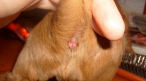 Собака какает кровью: причины кровавого туалета