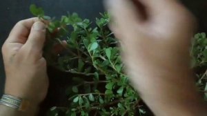 ПОРТУЛАК-ЕДА И ЛЕКАРСТВО.