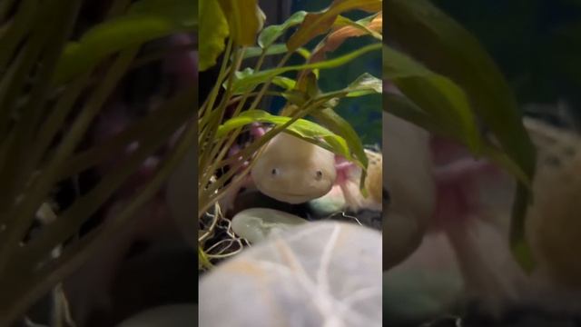 Аксолотль в аквариуме рассуждает о жизни. / Axolotl in the aquarium #axolotl #смешныеживотные