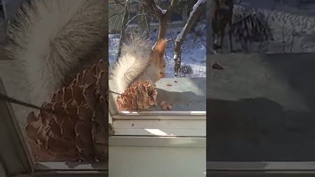Шишка больше белочки#nature#белка#squirrel#animals