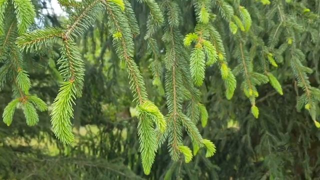 Picea abies smrk ztepilý смотреть онлайн