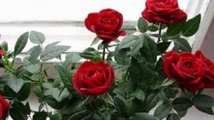 Спасаем Комнатную розу! Что обязательно сделать после покупки! Как спасти цветок!