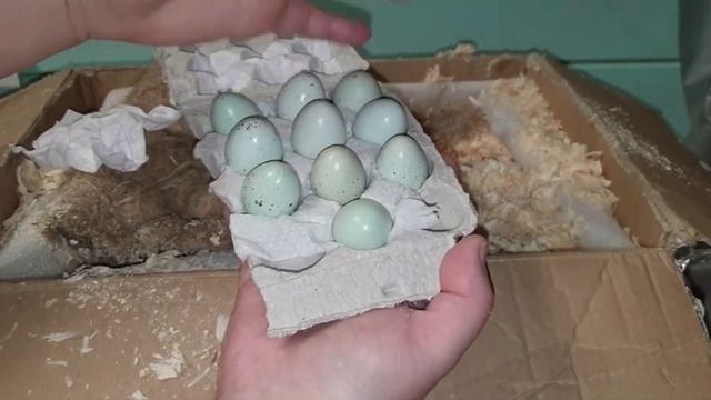 Перепелки несущие голубые яйца. Так на инкубацию яйца еще никто не закладывал. Яйцо Селадона