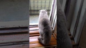 Шотландский вислоухий кот разговаривает с хозяином