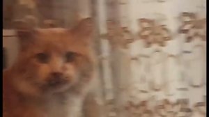 Кот говорит человеческим голосом