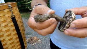 Harvesting the Old Man of the Woods Mushroom