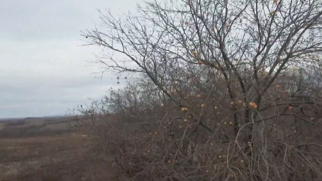 Дискатор 4 рядный или 2х что выбрать.Батя тоже дискует на Мтз 82 бдт 4 смотреть онлайн