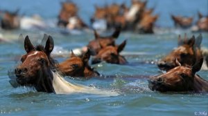 Лошади в океане