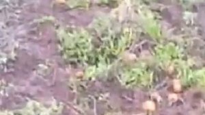 Картофелекопалка для мотоблока транспортерная