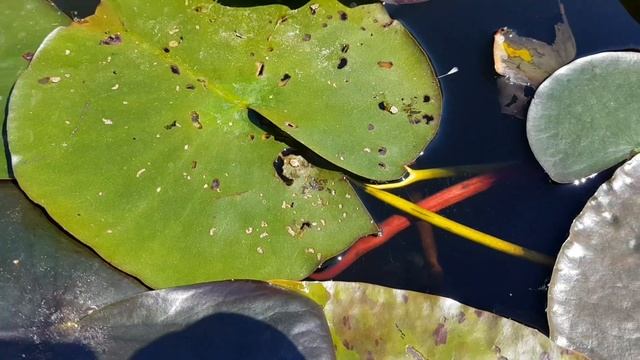 Вредители нимфей! Внимание активизировался кувшинковый листоед. Борьба с вредителями кувшинок! смотреть онлайн