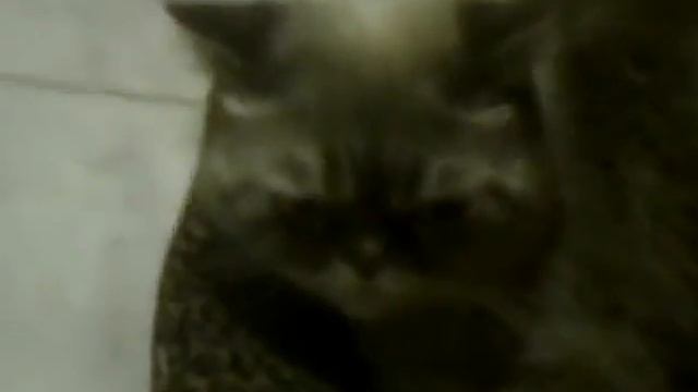 Катейка! ну и впрочем такое #1 смотреть онлайн